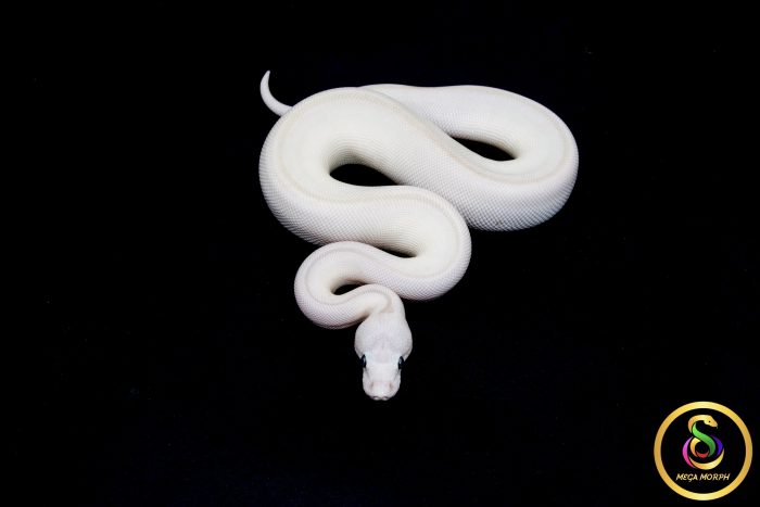 6796 0.1 BEL - Image 3