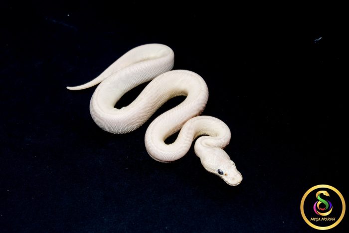 6797 0.1 BEL - Image 2