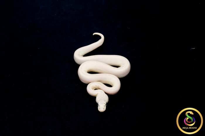 6797 0.1 BEL - Image 3