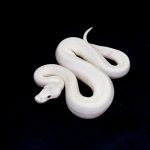 6798 1.0 BEL (RED EYE)