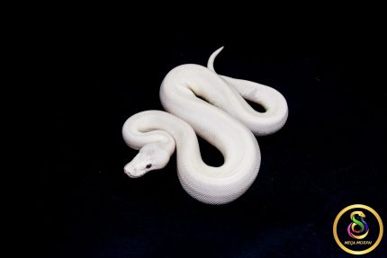 6798 1.0 BEL (RED EYE)
