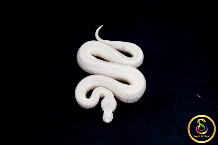 6798 1.0 BEL (RED EYE) - Image 3