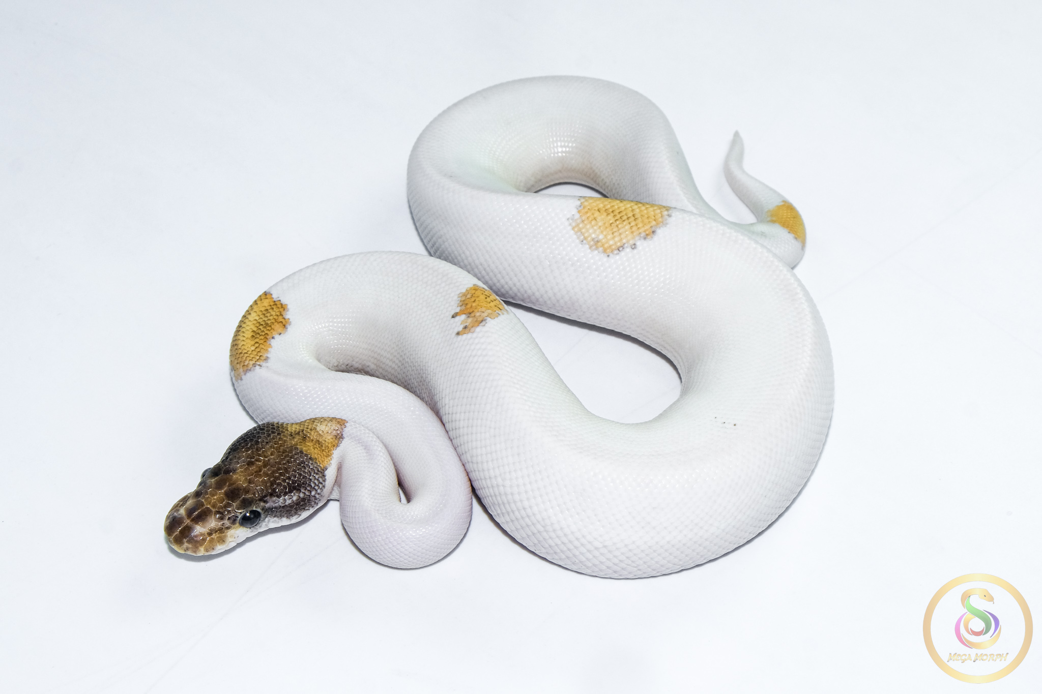 6502 1.0 ORANGE DREAM MOJAVE YELLOW BELLY PIEBALD - Image 1