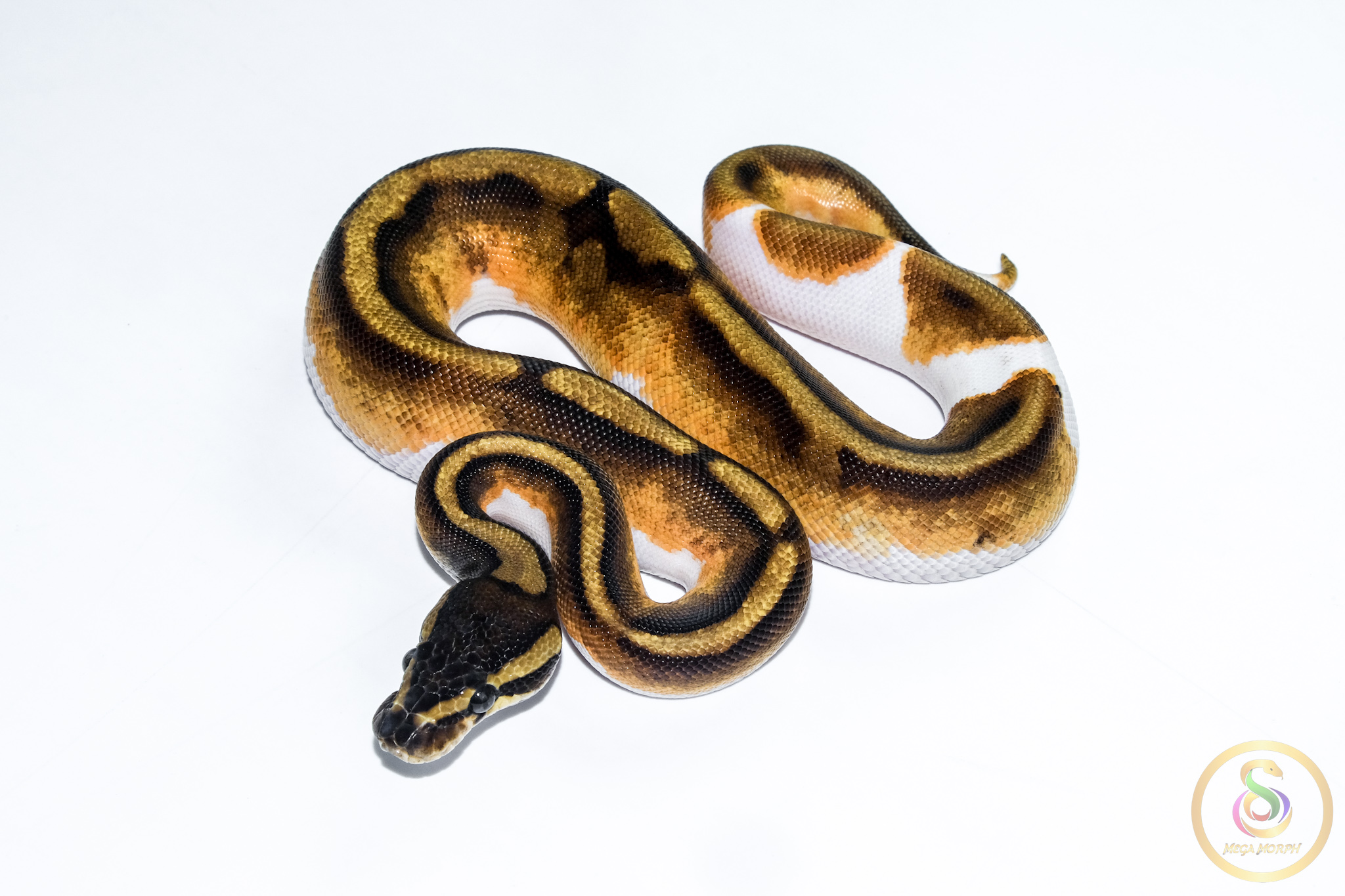 6511 1.0 BLACKHEAD ENCHI PIEBALD - Image 1