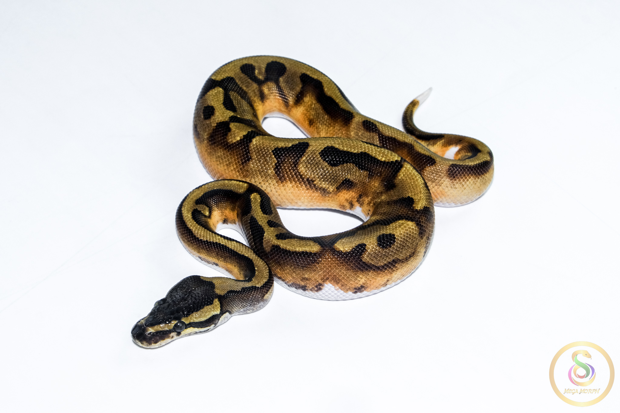 6521-1 6521 1.0. BLACKHEAD ENCHI PIEBALD - Image 1