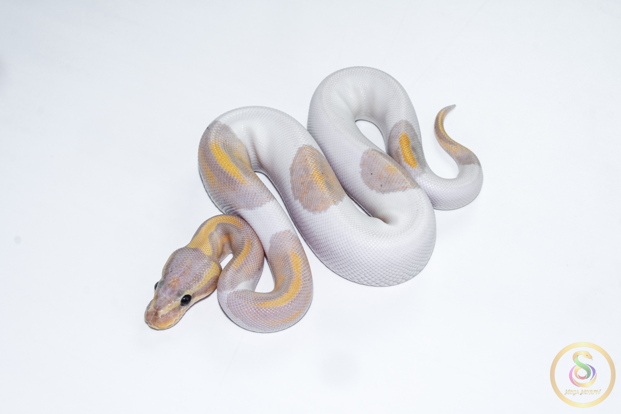 6624 1.0 BANANA PIEBALD - Image 1