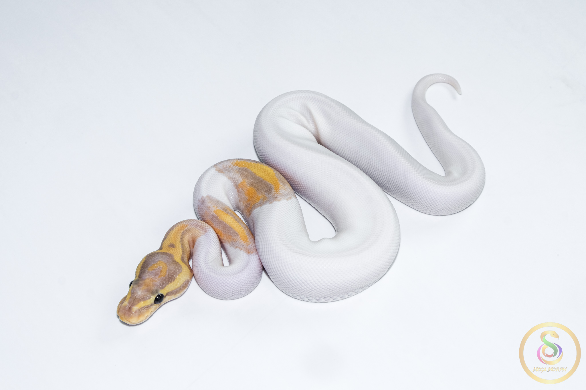 6632-1 6632 0.1 BANANA PIEBALD HET CLOWN - Image 1