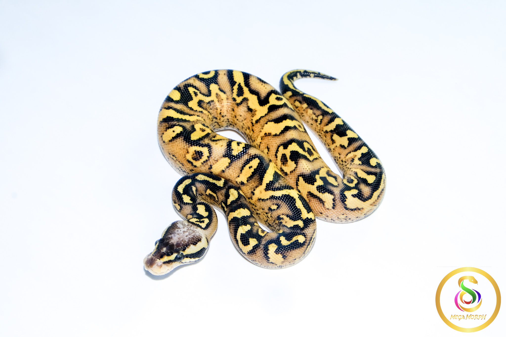 6653 0.1 PASTEL SUPER ASPHALT - Image 1