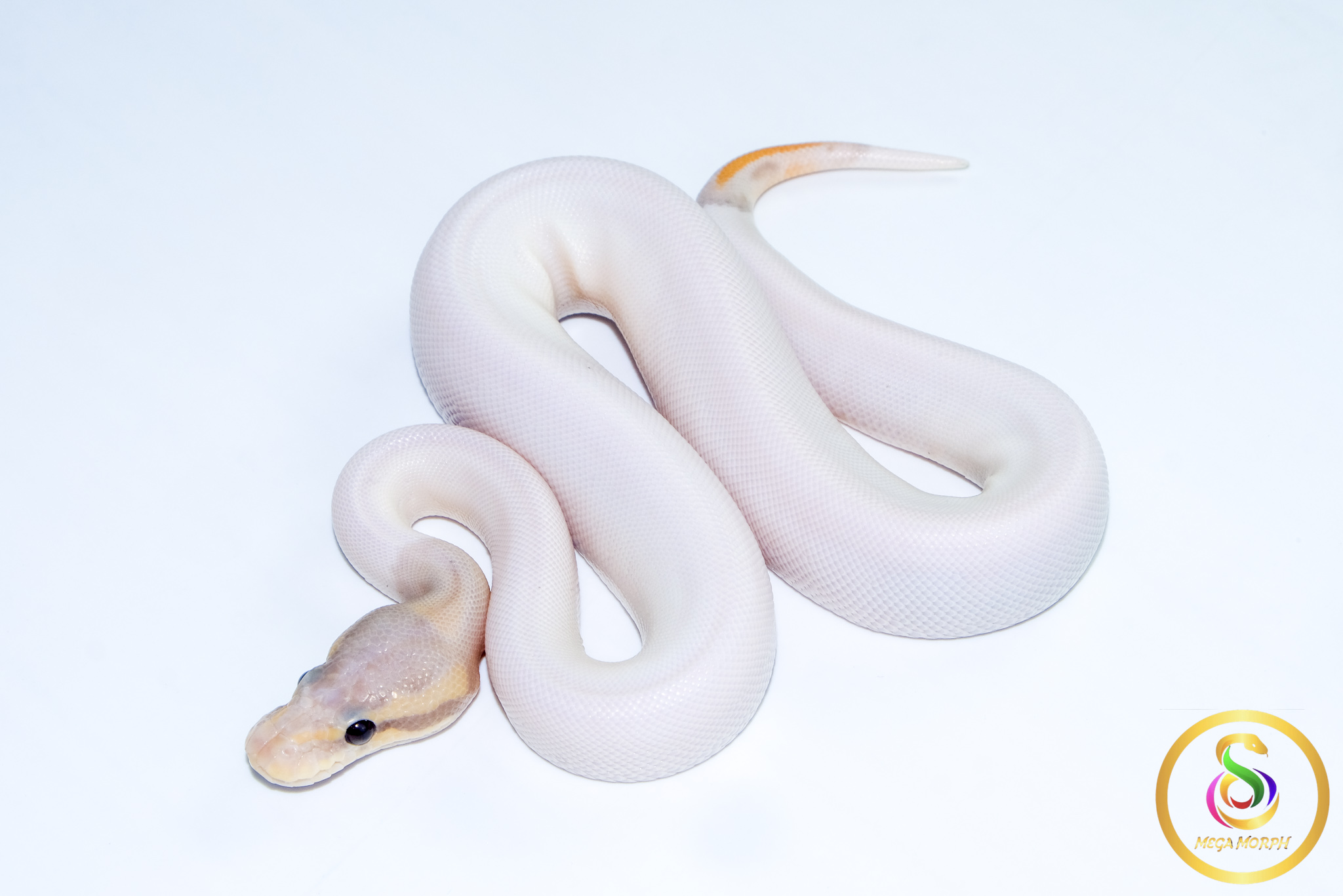 6682 0.1 BANANA CINNAMON PIEBALD - Image 1