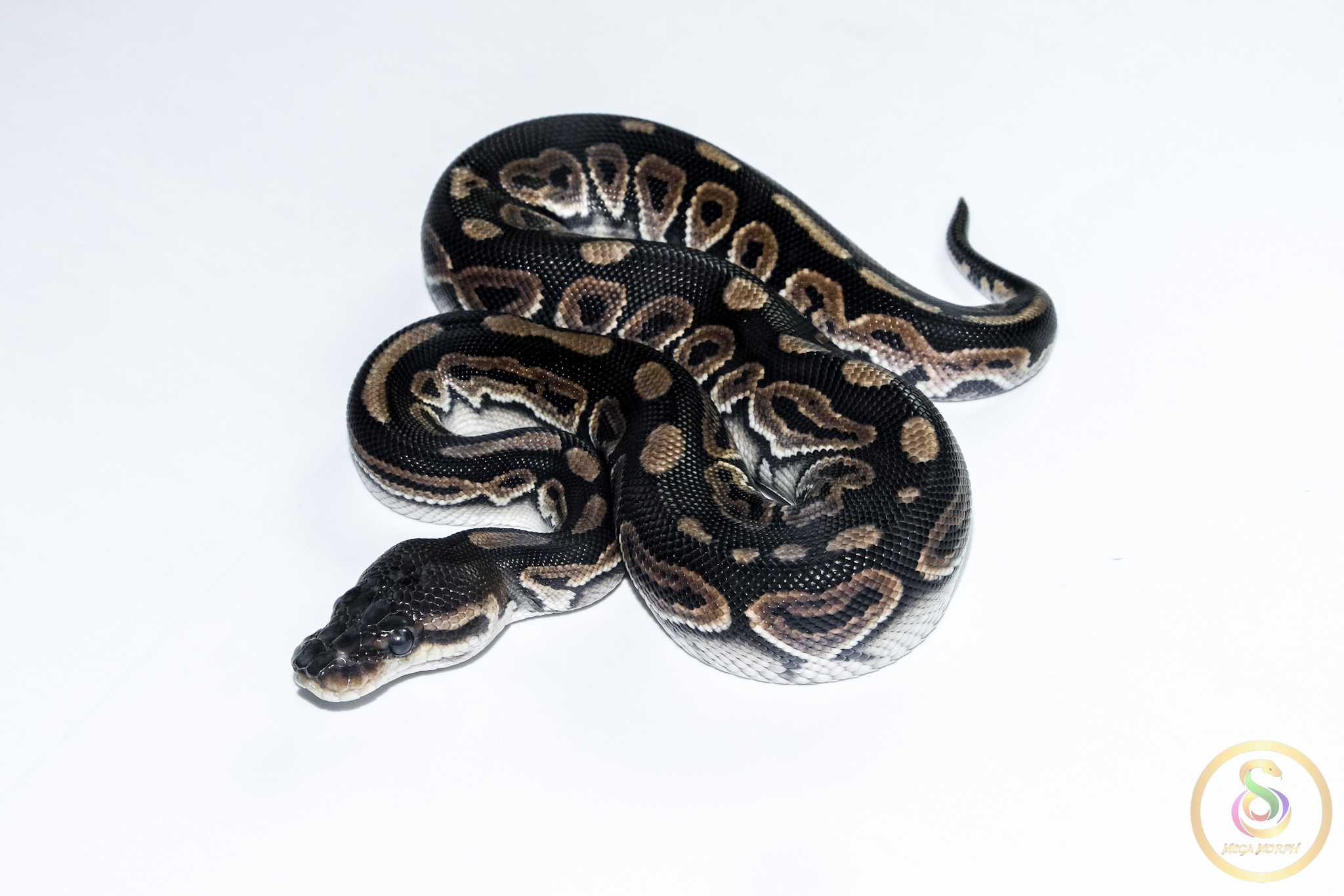 6687-1 6687 0.1 CINNAMON HONEY HET CLOWN OR CRYPTIC - Image 1