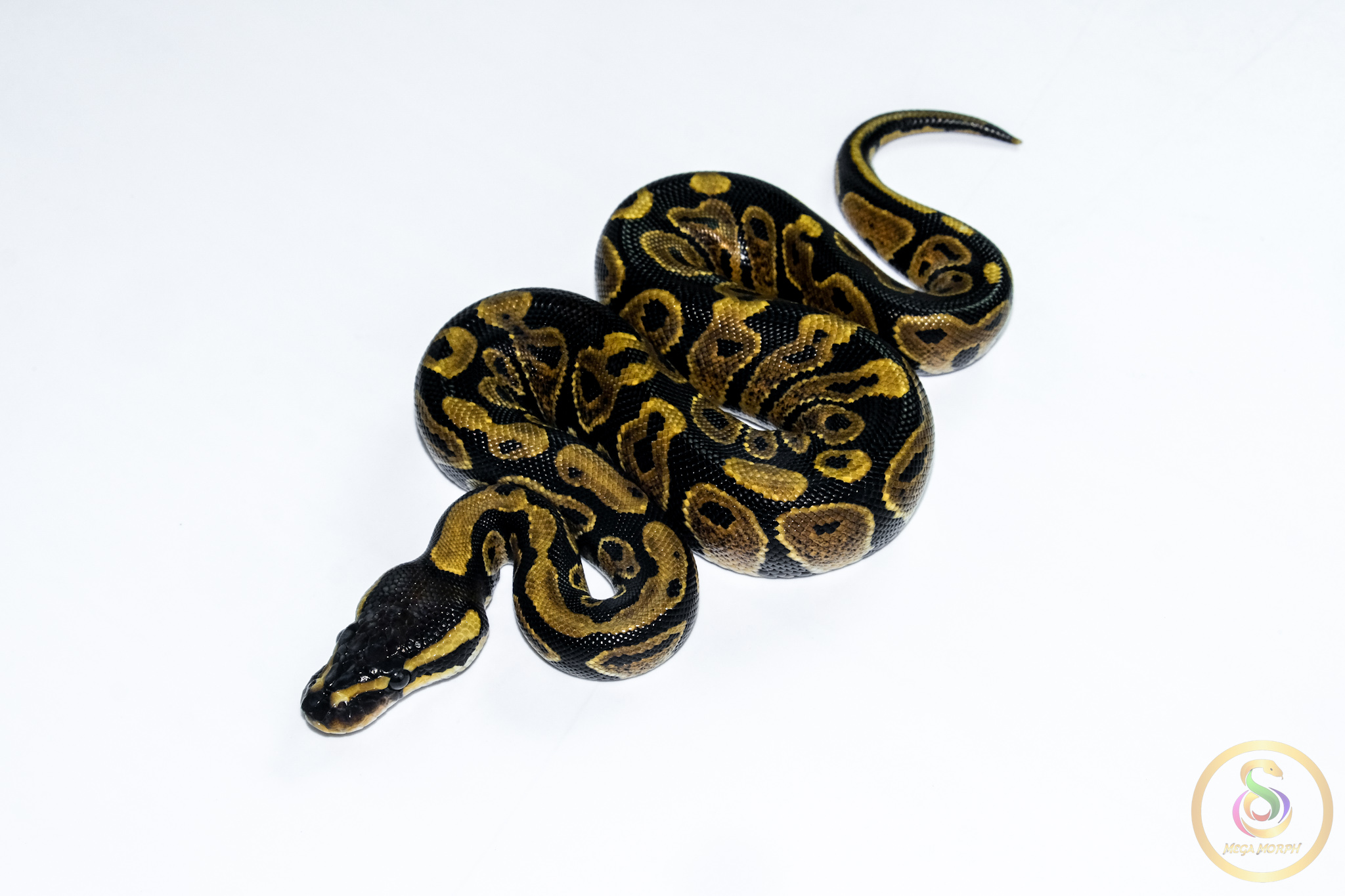 6694 0.1 GRAVEL - Image 1