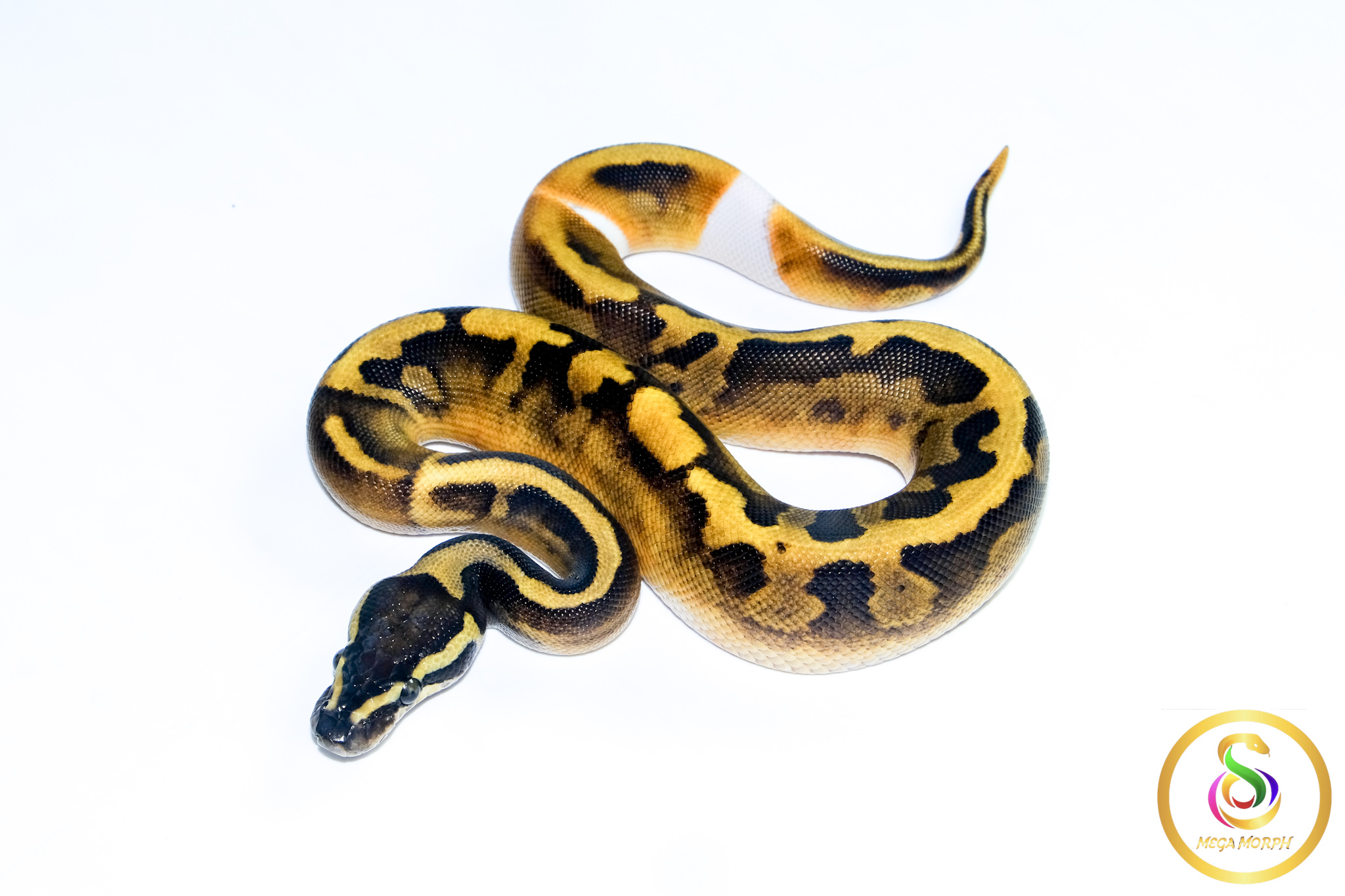 6698 0.1 BLACKHEAD ENCHI PIEBALD - Image 1