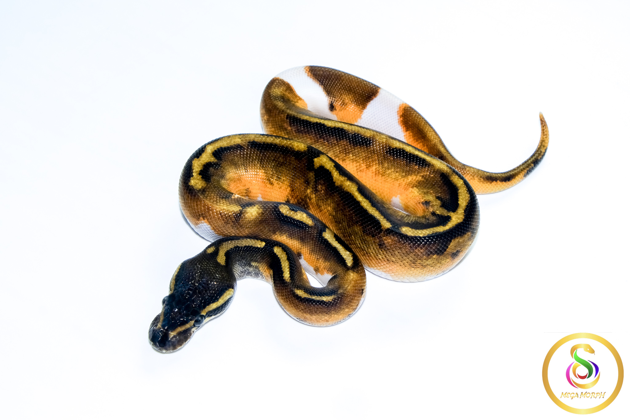 6699 1.0 GHI ENCHI PIEBALD - Image 1