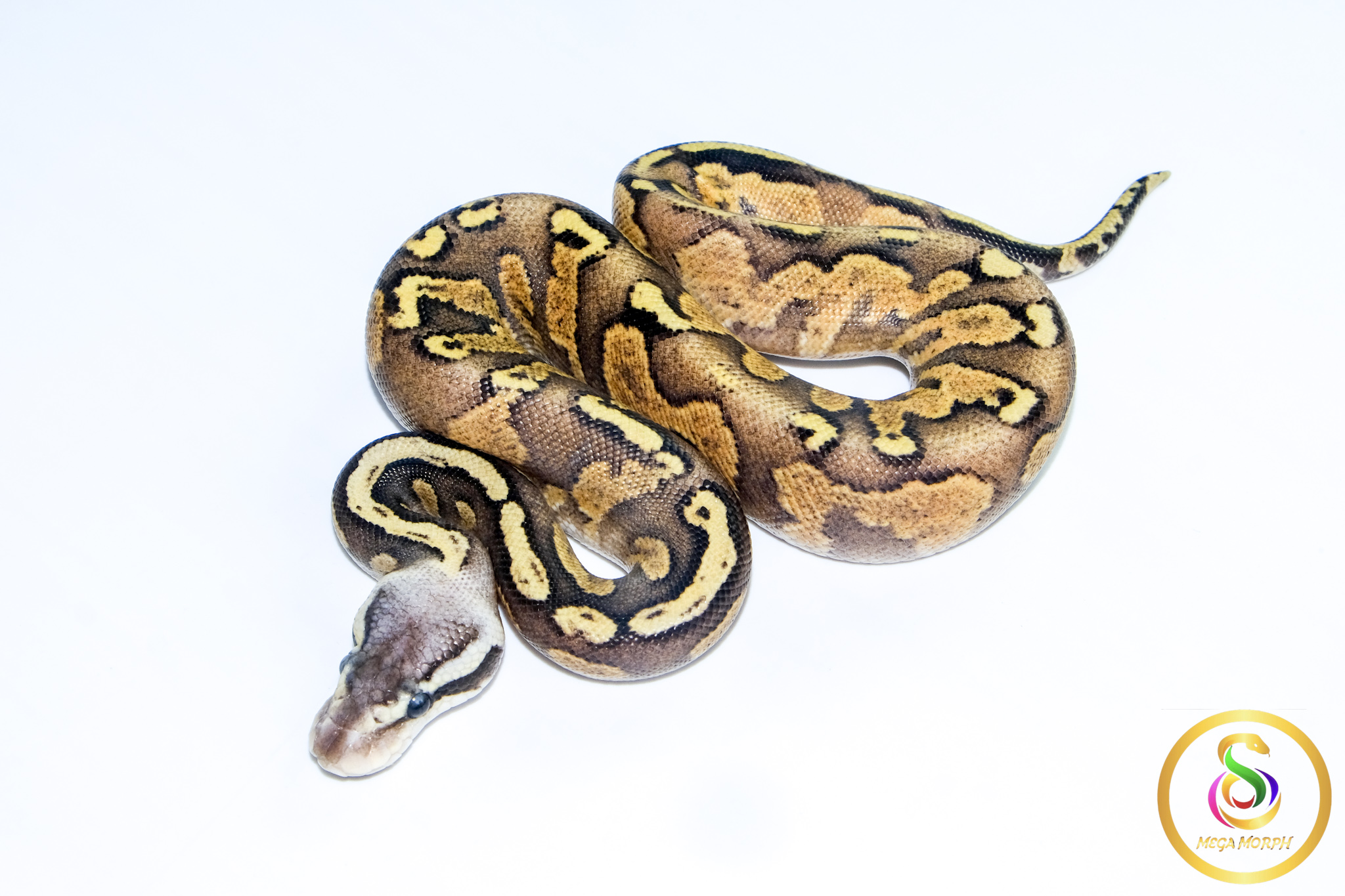 6702 0.1 GHI BLACKHEAD PASTEL ENCHI FIRE 50%HET LAVENDER - Image 1