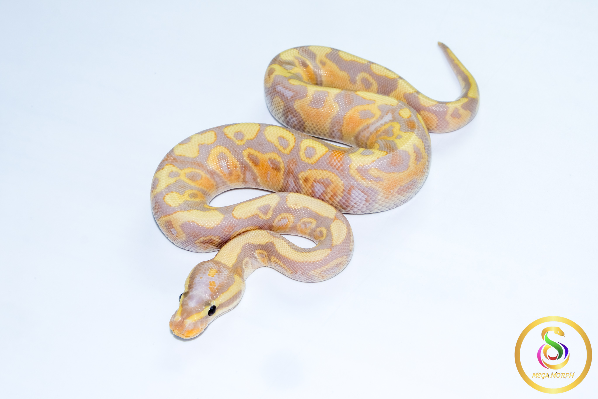 6720 1.0 BANANA VANILLA/FIRE HET CLOWN - Image 1