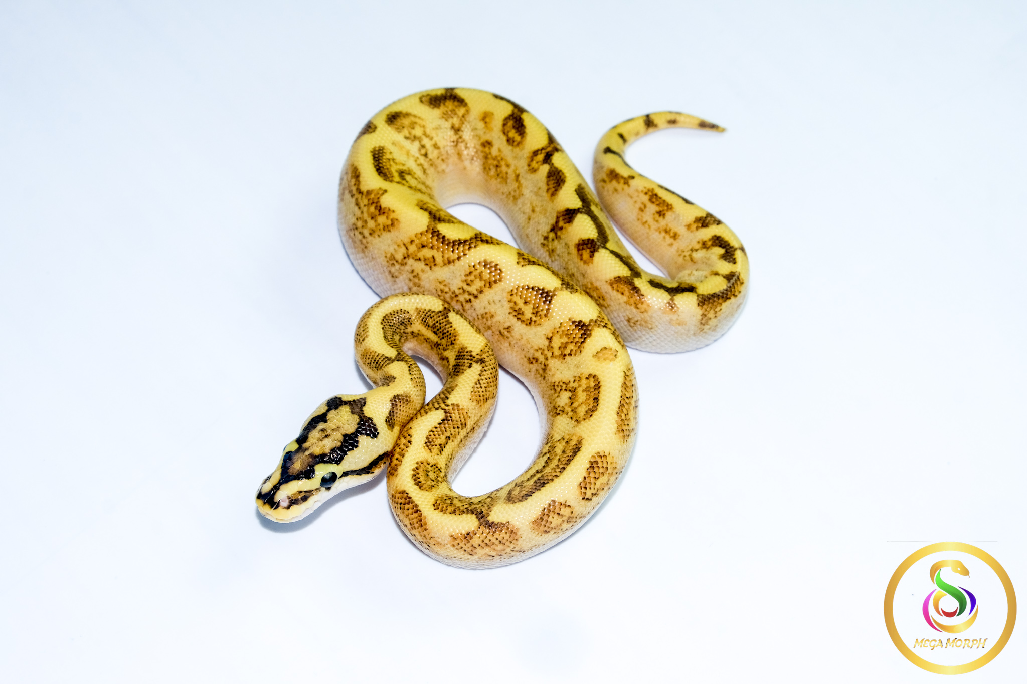 6721 0.1 SUPER ASPHALT ENCHI SPIDER - Image 1