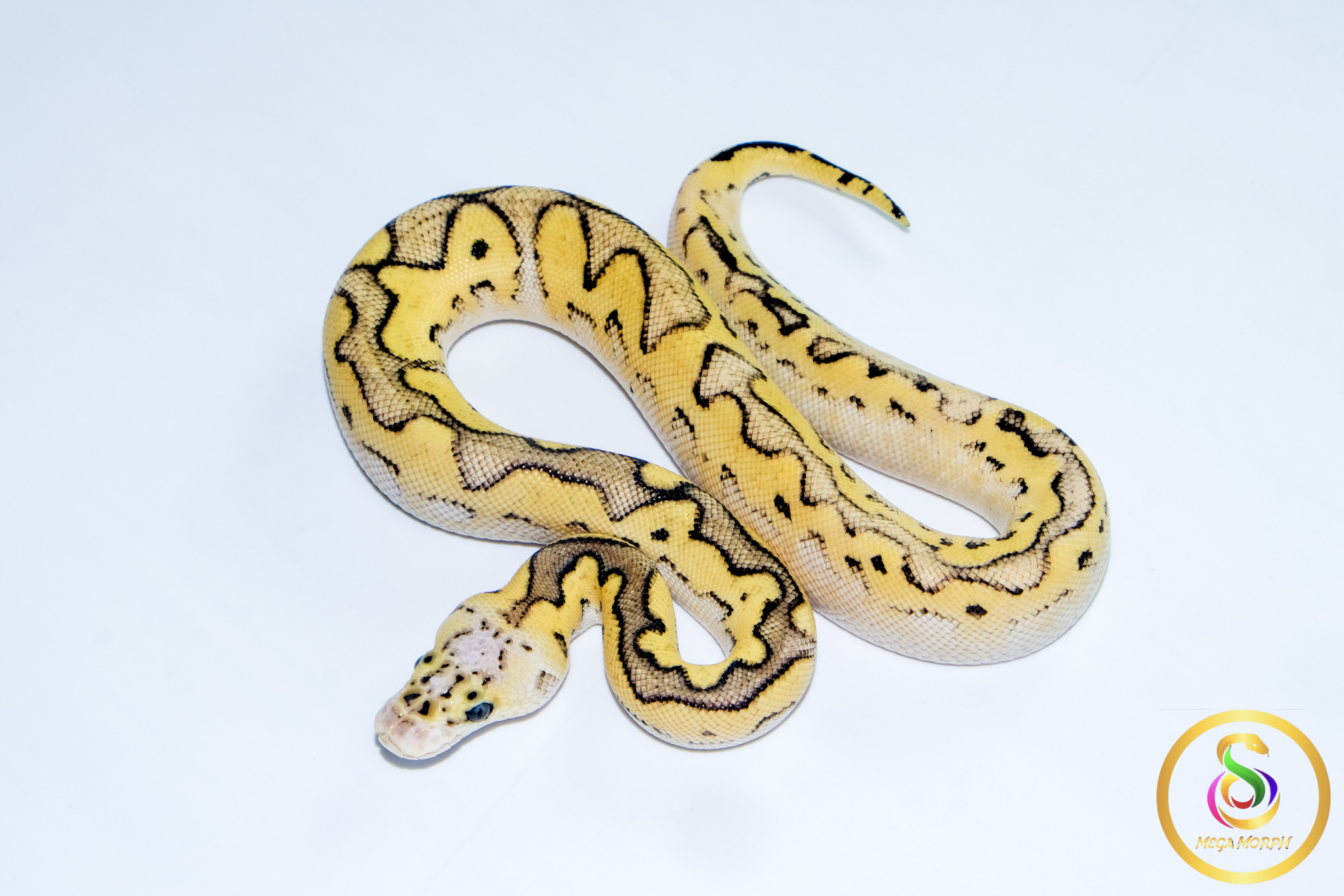 6758 0.1 SUPER PASTEL CLOWN - Image 1