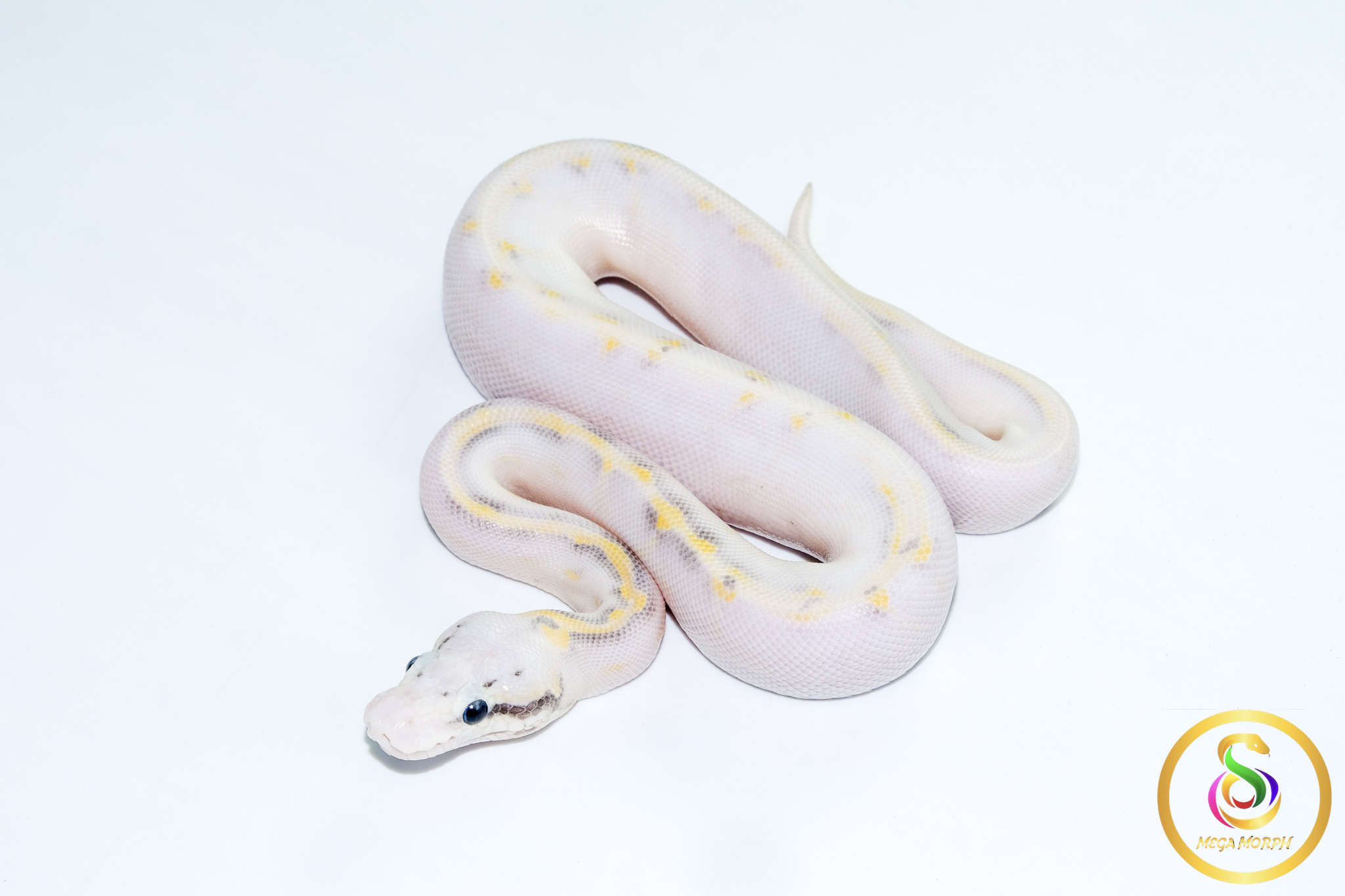 6768 0.1 SUPER PASTEL HIGHWAY POSS CALICO - Image 1