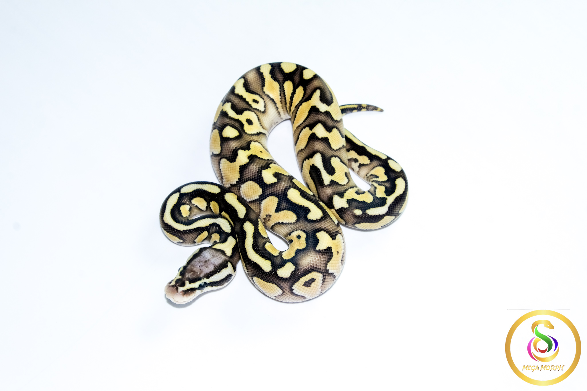 6776-1 6776 0.1 SUPER PASTEL BUTTER ORANGE DREAM HET CLOWN - Image 1