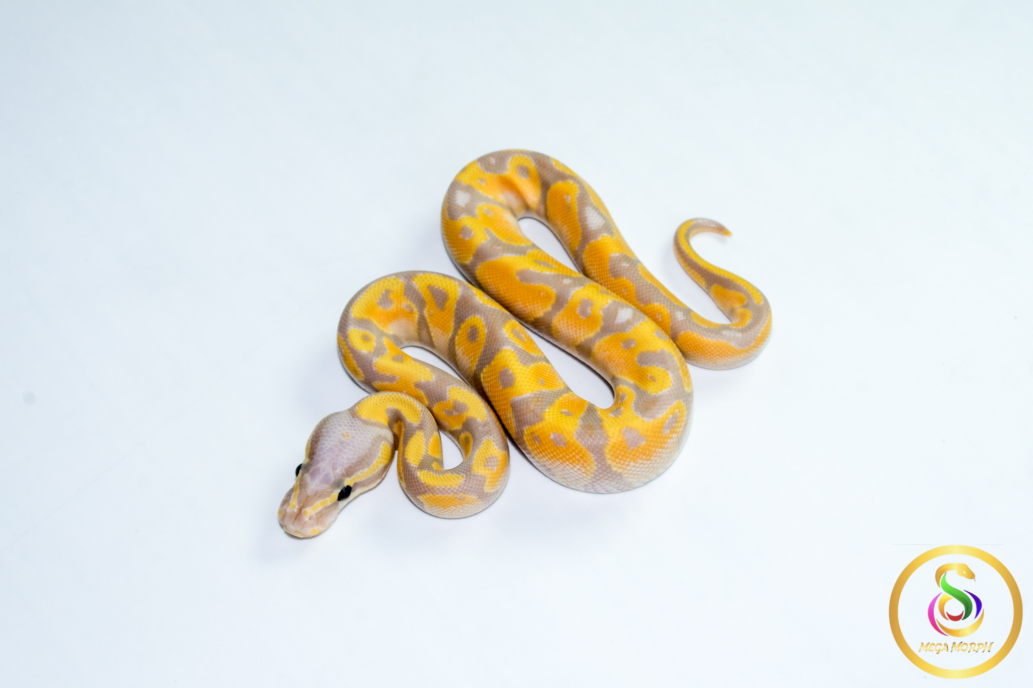 6781 1.0 BANANA ORANGE DREAM REDSTRIPE FIRE - Image 1