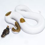 6501 1.0 ORANGE DREAM MOJAVE PIEBALD