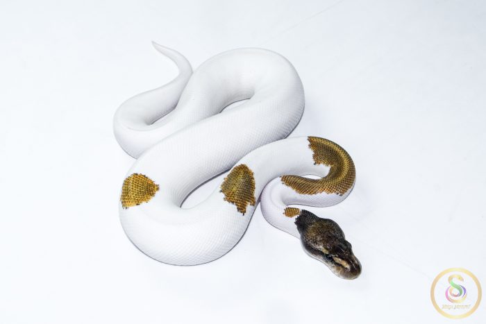 6501 1.0 ORANGE DREAM MOJAVE PIEBALD - Image 2