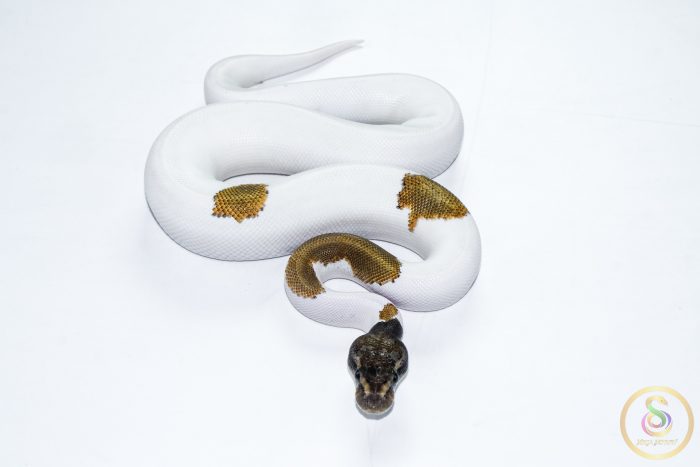 6501 1.0 ORANGE DREAM MOJAVE PIEBALD - Image 3