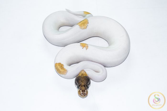 6502 1.0 ORANGE DREAM MOJAVE YELLOW BELLY PIEBALD - Image 3