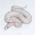 6506 0.1 SUPER BANANA BLADE CLOWN