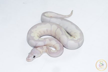 6506 0.1 SUPER BANANA BLADE CLOWN