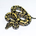 6507 0.1 DESERT GHOST