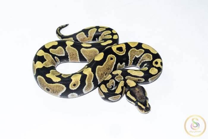 6508 1.0 DESERT GHOST - Image 2