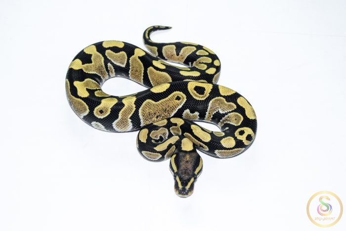 6508 1.0 DESERT GHOST - Image 3