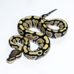 6509 0.1 DESERT GHOST