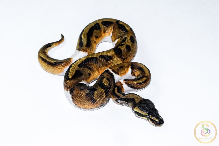 6512-2 6512 1.0 BLACKHEAD ENCHI PIEBALD - Image 2