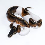 6513 0.1 BLACKHEAD PIEBALD