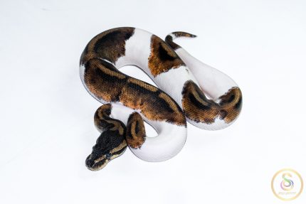 6513 0.1 BLACKHEAD PIEBALD