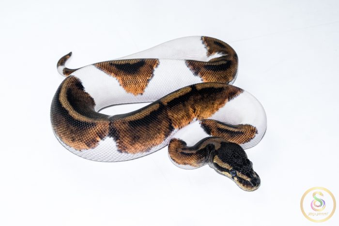 6513 0.1 BLACKHEAD PIEBALD - Image 2