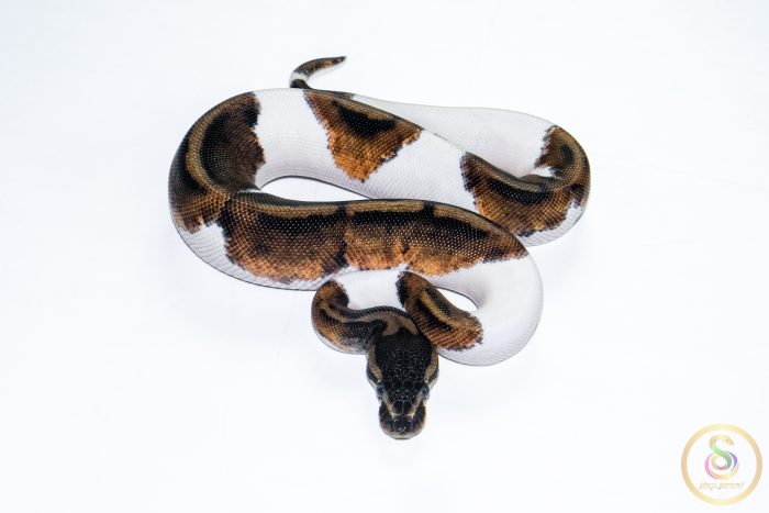 6513 0.1 BLACKHEAD PIEBALD - Image 3