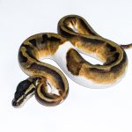 6514 0.1 BLACKHEAD ENCHI PIEBALD