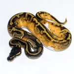 6517 0.1 BLACKHEAD ENCHI LEOPARD PIEBALD