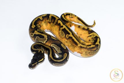 6517 0.1 BLACKHEAD ENCHI LEOPARD PIEBALD
