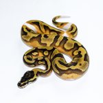 6518 0.1 ENCHI PIEBALD