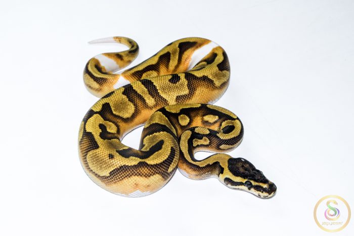 6518-2 6518 0.1 ENCHI PIEBALD - Image 2