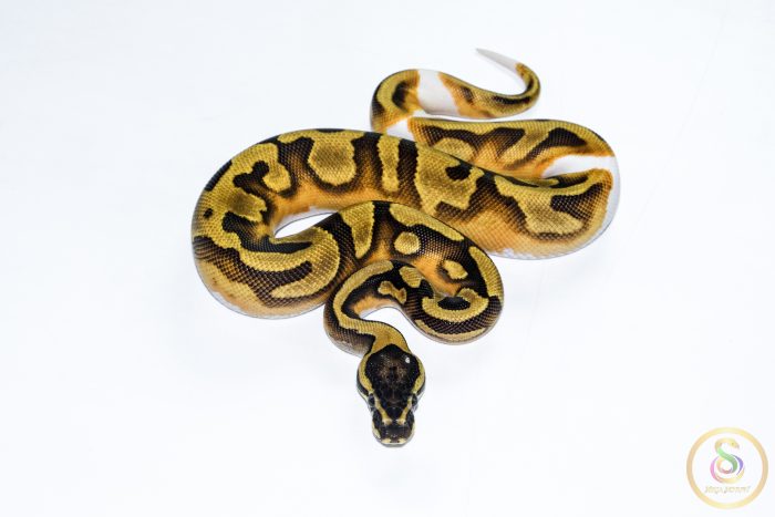 6518-3 6518 0.1 ENCHI PIEBALD - Image 3