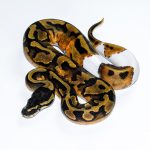 6519 0.1 BLACKHEAD ENCHI PIEBALD