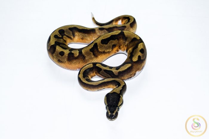 6521-3 6521 1.0. BLACKHEAD ENCHI PIEBALD - Image 3
