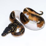 6523 1.0 BLACKHEAD PIEBALD