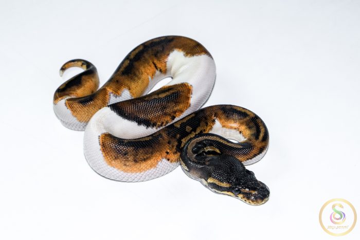 6523 1.0 BLACKHEAD PIEBALD - Image 2
