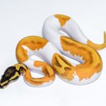 6525 0.1 SUPER ORANGE DREAM ENCHI YELLOW BELLY PIEBALD